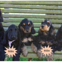 Mâles cockers spaniel anglais #2