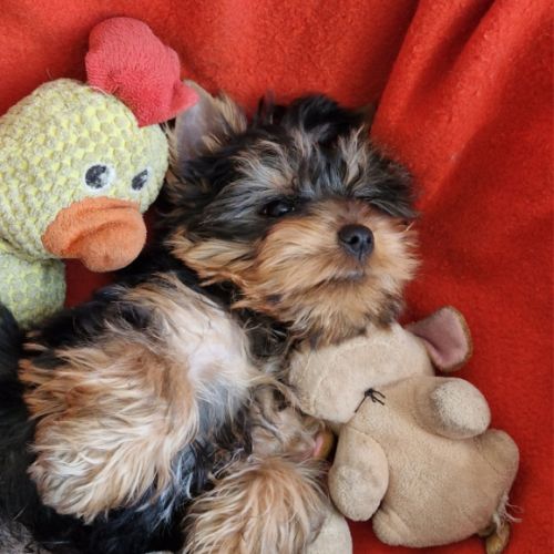 Magnifique bébé yorkshire dépt 86 #3