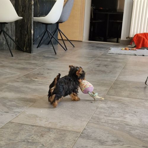 Magnifique bébé yorkshire dépt 86 #4