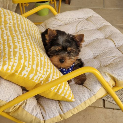 Magnifique bébé yorkshire dépt 86 #6