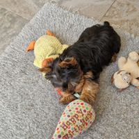 Magnifique bébé yorkshire dépt 86 #2