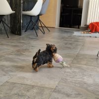 Magnifique bébé yorkshire dépt 86 #4