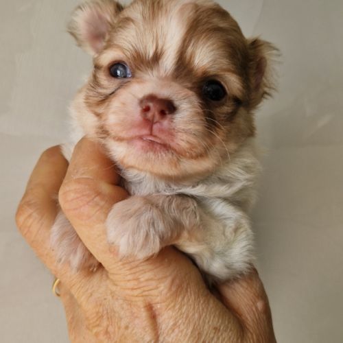 Magnifiques bébés chihuahua dept 86 #2