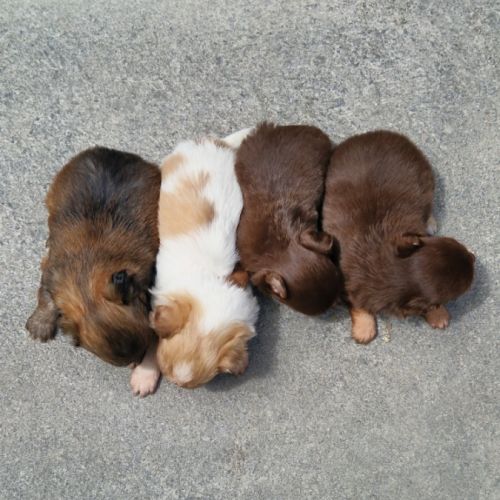 Magnifiques bébés chihuahua dept 86 #3