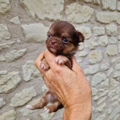 Magnifiques bébés chihuahua dept 86 #0