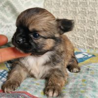 Magnifiques bébés chihuahua dept 86 #4