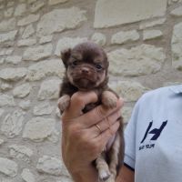 Magnifiques bébés chihuahua dept 86 #7