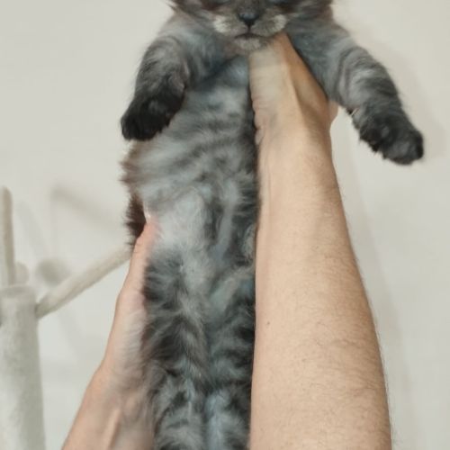 Chatons maine coon #1