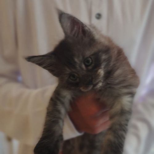 Chatons maine coon