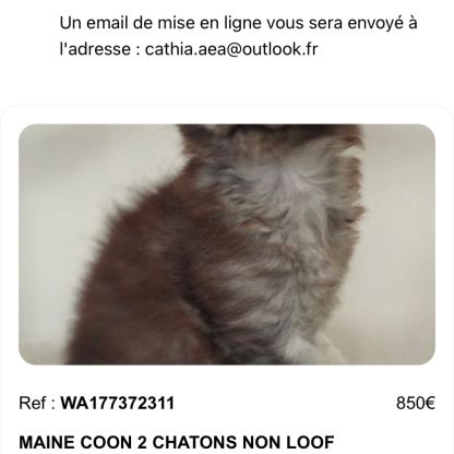 Chatons maine coon #5