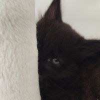 Chatons maine coon #3