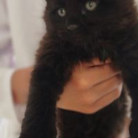 Chatons maine coon #4