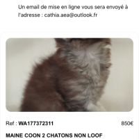 Chatons maine coon #5