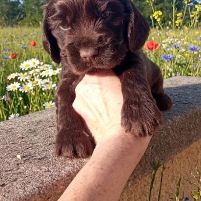 Chiot cocker anglais non-lof (3-4*cb) #1