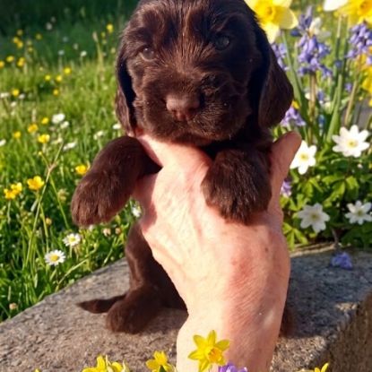Chiot cocker anglais non-lof (3-4*cb) #3