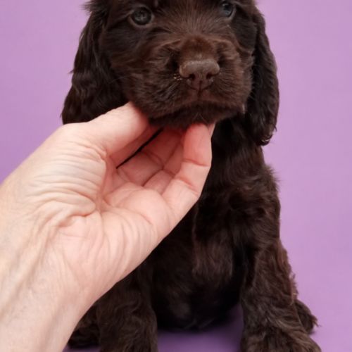 Chiot cocker anglais non-lof (3-4*cb) #4