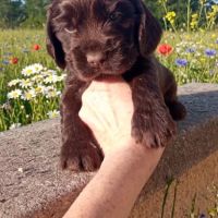 Chiot cocker anglais non-lof (3-4*cb) #1