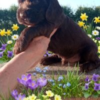 Chiot cocker anglais non-lof (3-4*cb) #2