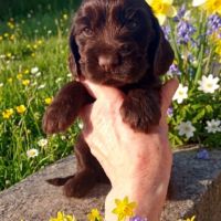 Chiot cocker anglais non-lof (3-4*cb) #3