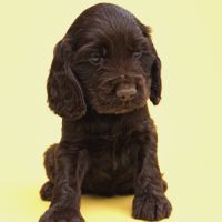 Chiot cocker anglais non-lof (3-4*cb) #5