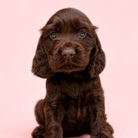 Chiot cocker anglais non-lof (3-4*cb)