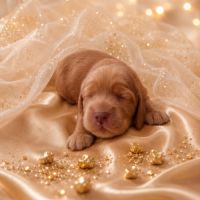 Chiot cocker anglais non-lof (3-4*cb) #3