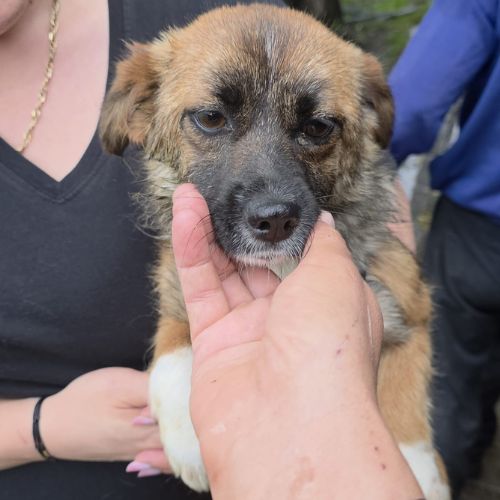 Rosie à l'adoption #0