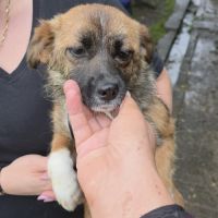 Rosie à l'adoption #3