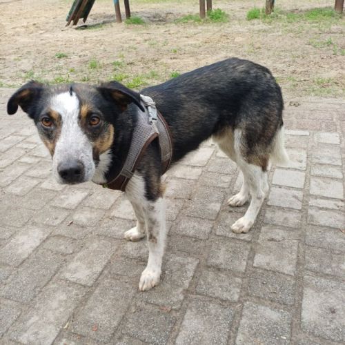 Urgence adoption pour baloo, berger de savoie #1