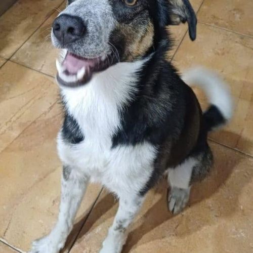Urgence adoption pour baloo, berger de savoie #0