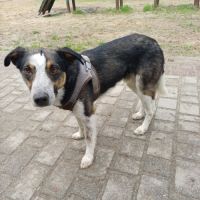 Urgence adoption pour baloo, berger de savoie #1