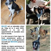 Urgence adoption pour baloo, berger de savoie