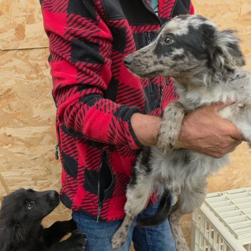 Jango petit roumain à l'adoption #4