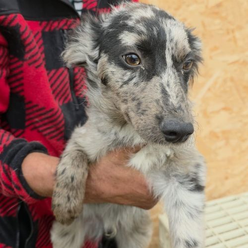 Jango petit roumain à l'adoption #6