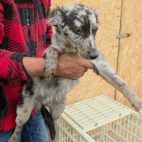 Jango petit roumain à l'adoption #7