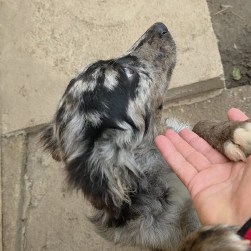 Jango petit roumain à l'adoption #8