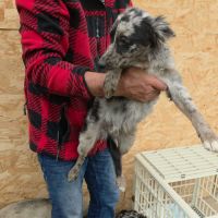 Jango petit roumain à l'adoption #2