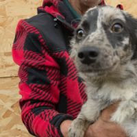 Jango petit roumain à l'adoption #3