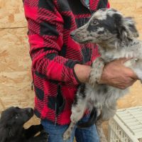 Jango petit roumain à l'adoption #4