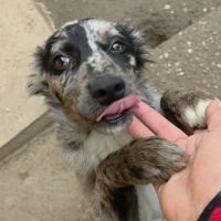 Jango petit roumain à l'adoption