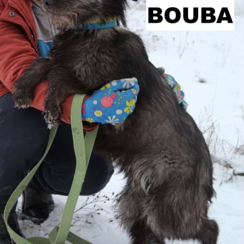 Bouba, 1 an male croisé poil long, à adopter 9 kg