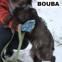 Bouba, 1 an male croisé poil long, à adopter 9 kg #0