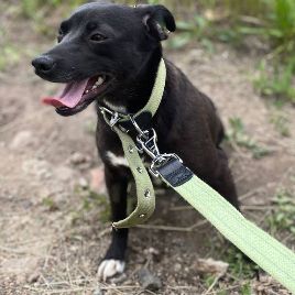 Petite lola, croise terrier, 1 an ,3kg a adopter #1