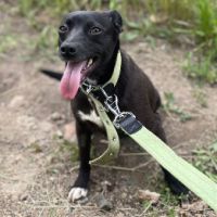 Petite lola, croise terrier, 1 an ,3kg a adopter #0