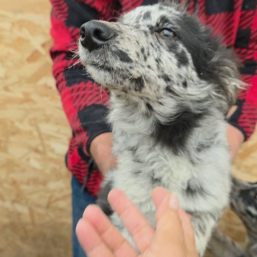 Paloma petite roumaine à l'adoption #4