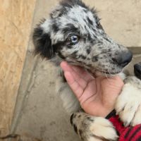 Paloma petite roumaine à l'adoption