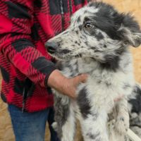 Paloma petite roumaine à l'adoption #6