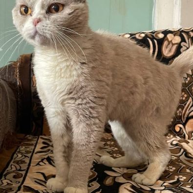 Jasmin, chat scottish fold 2 ans, à adopter! #1