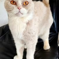 Jasmin, chat scottish fold 2 ans, à adopter!