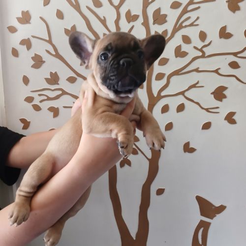 Chiots bouledogue français #0